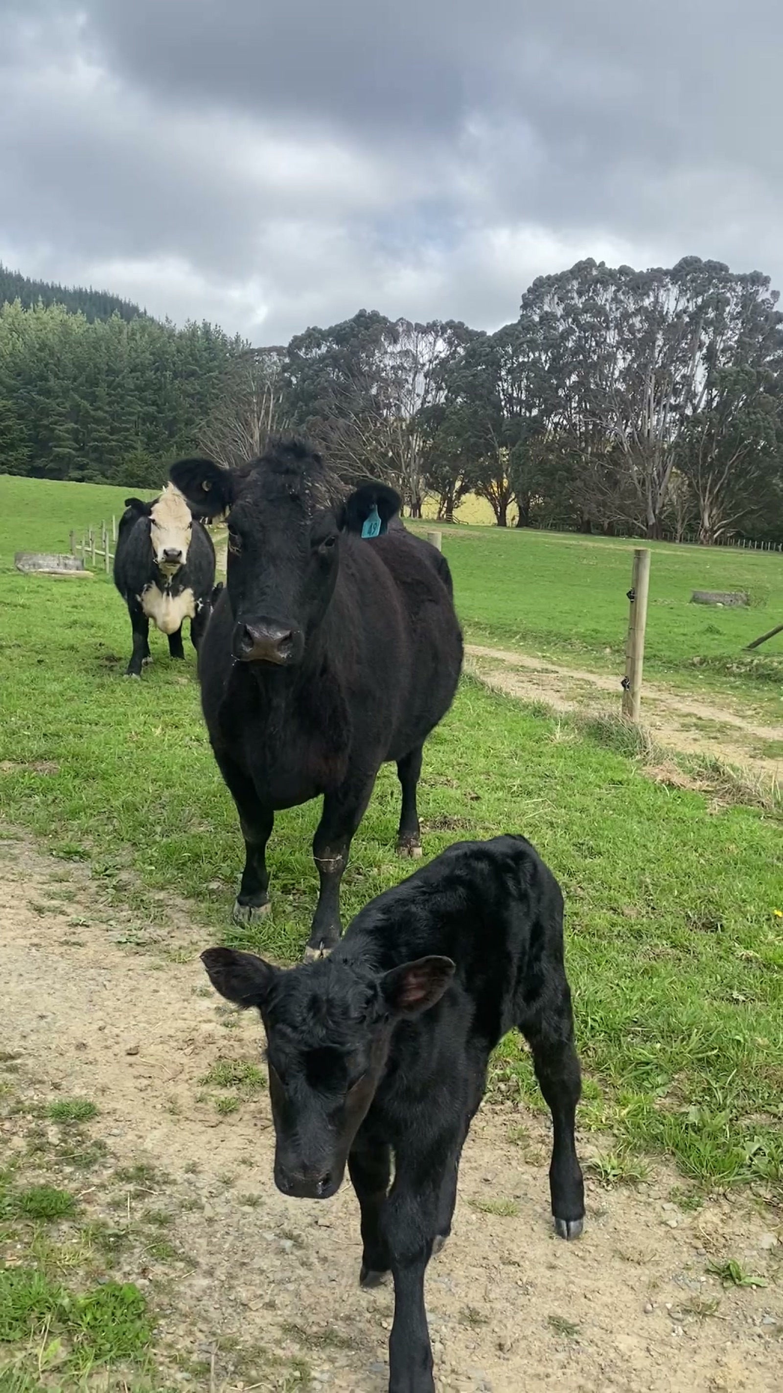Black Holter cow and calf on Mangaroa pasture