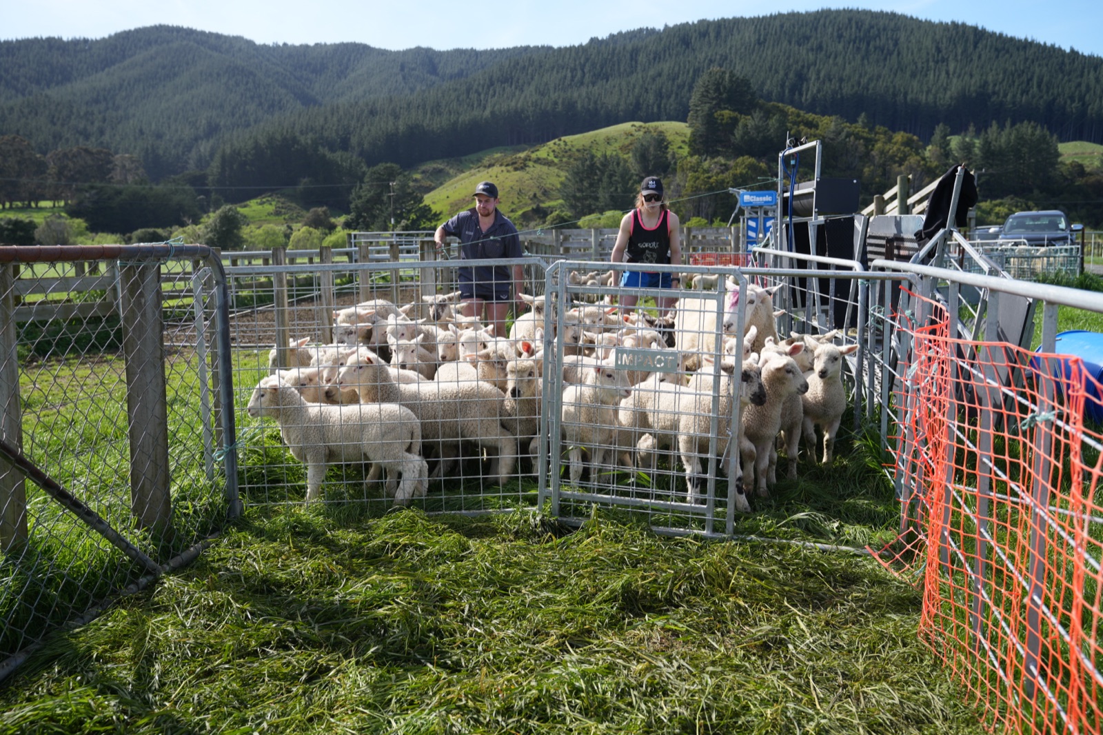 Lambs in the holding pen at Mangaroa Farms