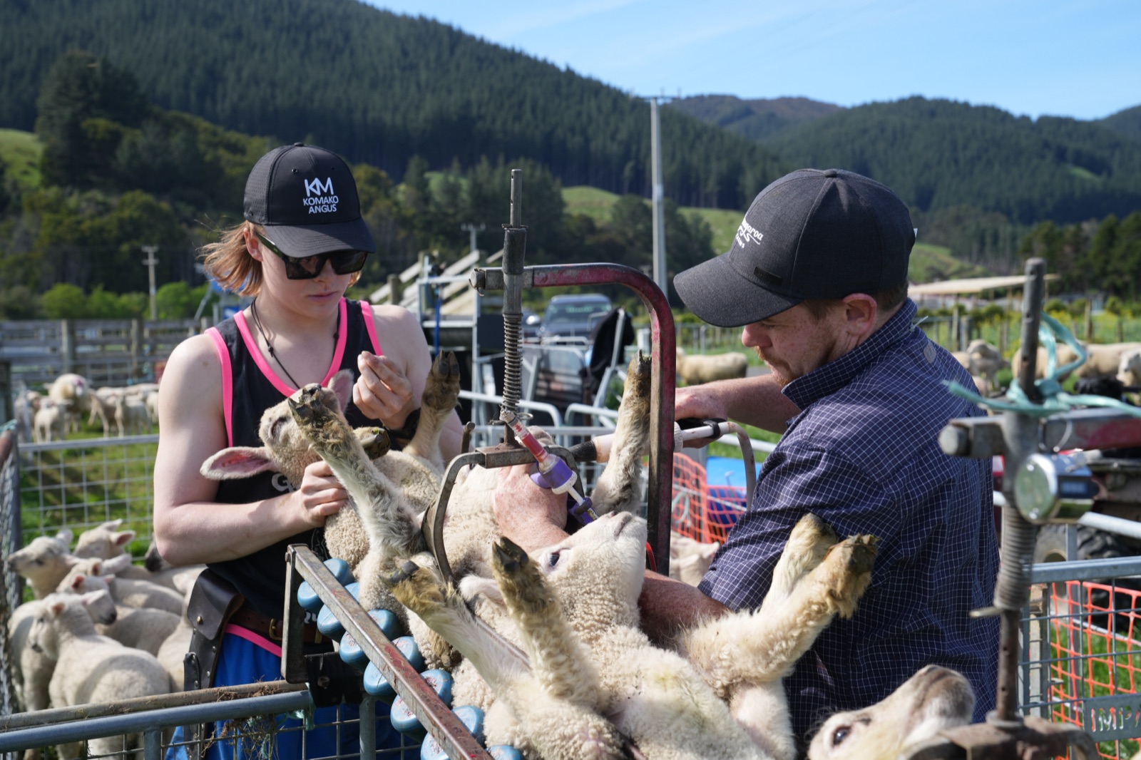 Mangaroa crew working with the animals on-farm
