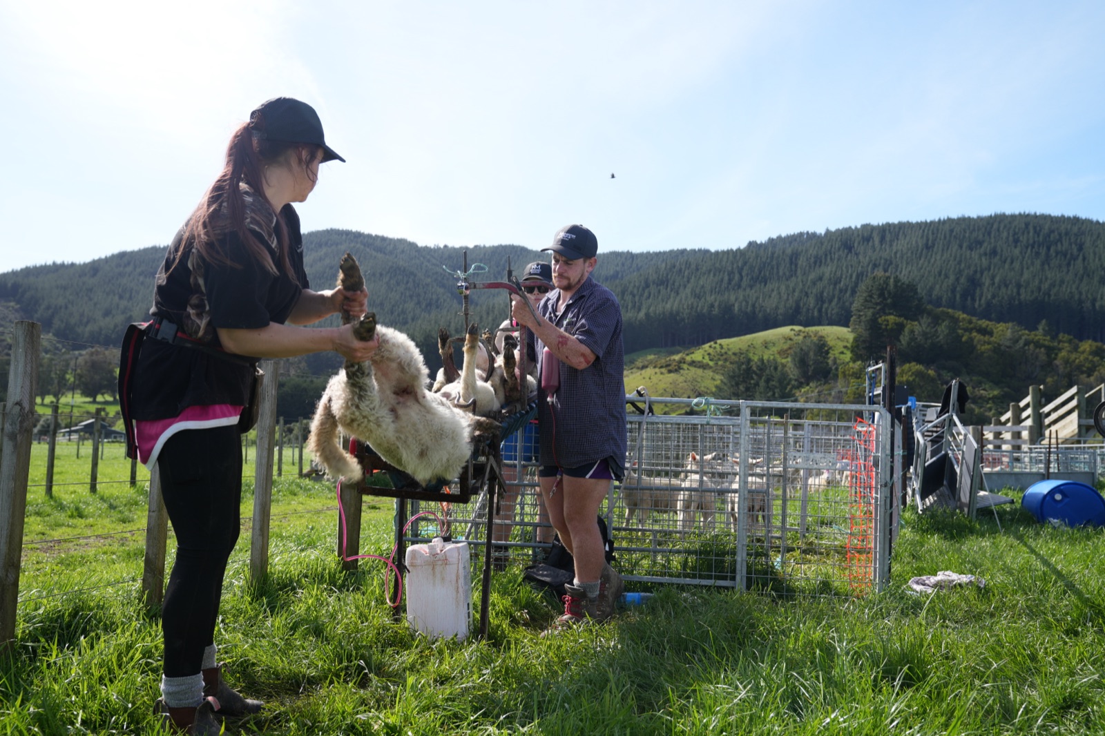 The Mangaroa farm crew at work