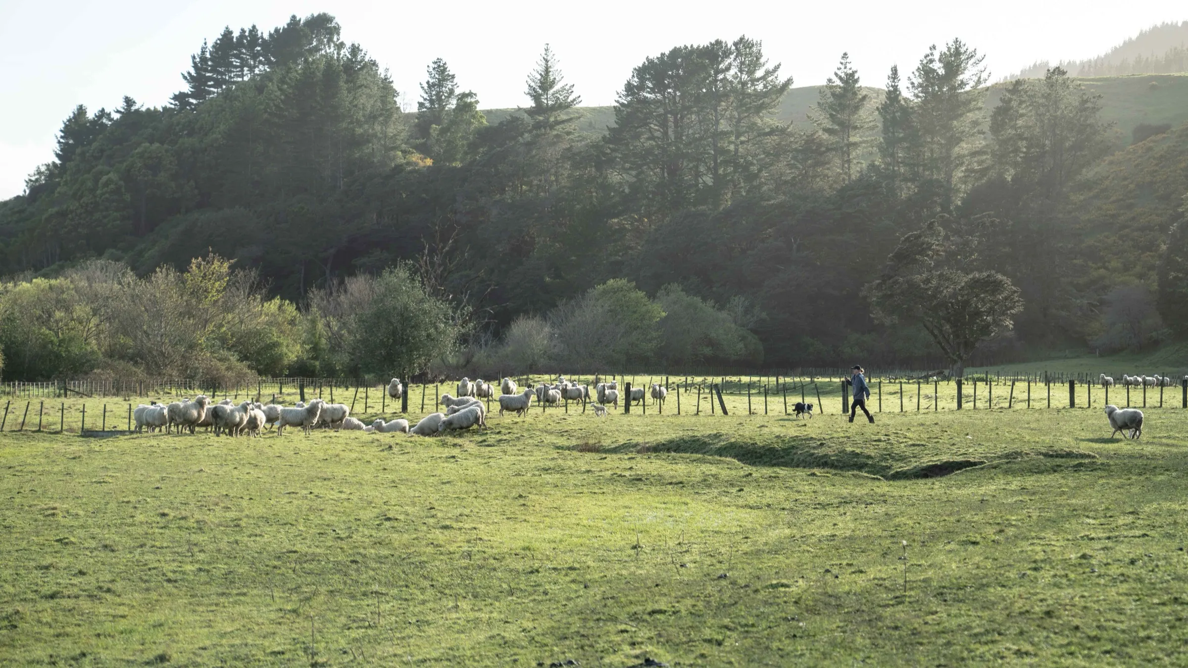 Ewe and lamb on Mangaroa Farms pasture during spring lambing