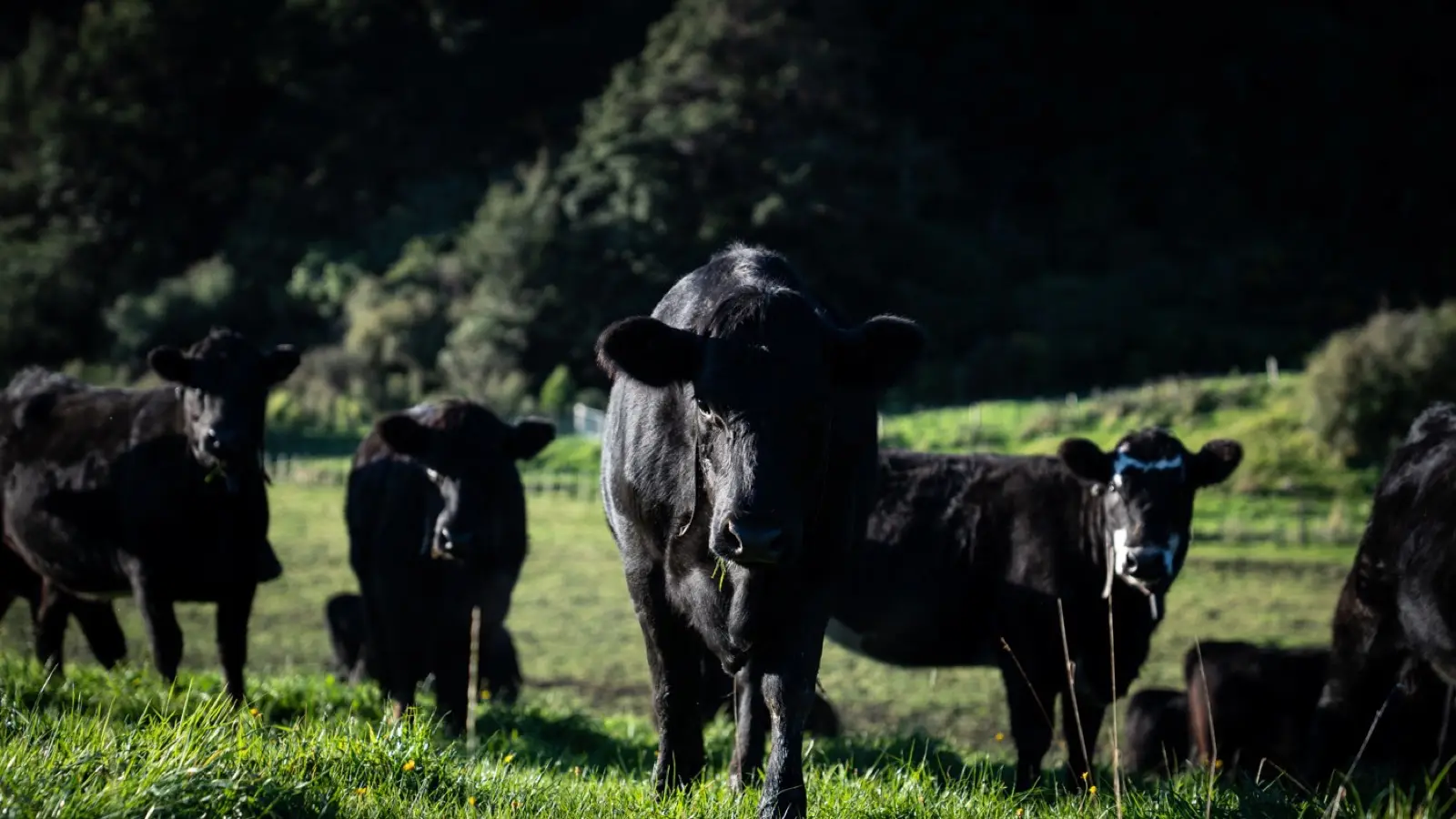 Mangaroa Angus herd in pasture