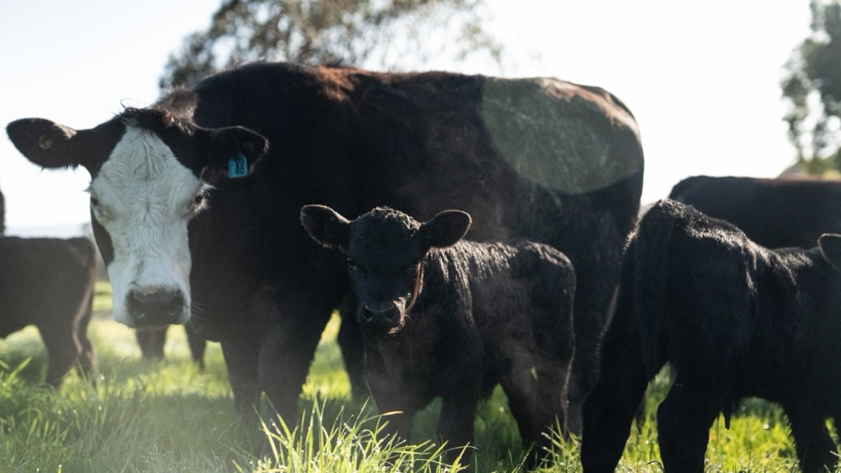 Mother cow and calf at Mangaroa Farms