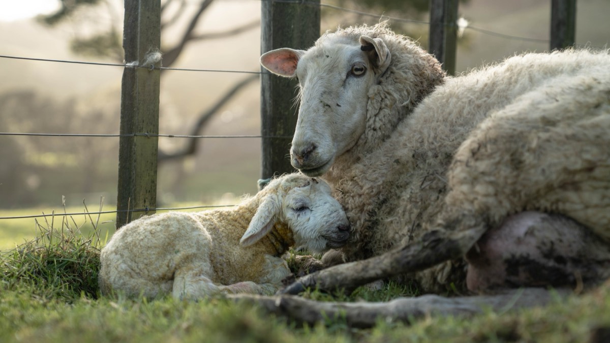 An ewe and her lamb resting in the paddock