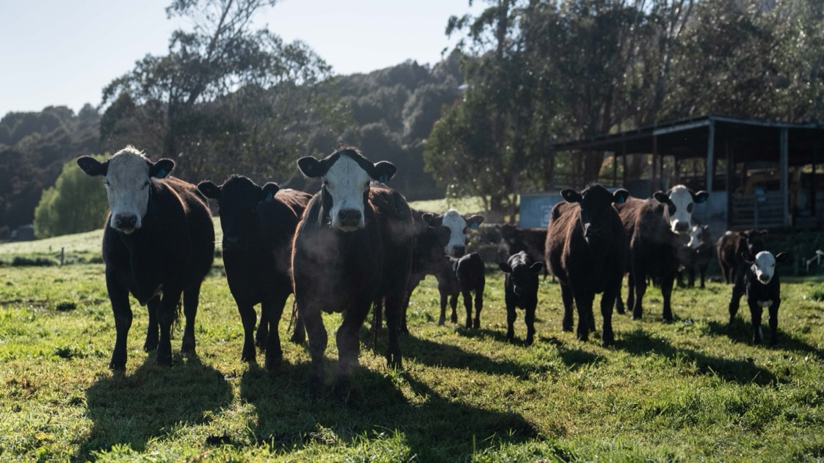 The Mangaroa herd in pasture