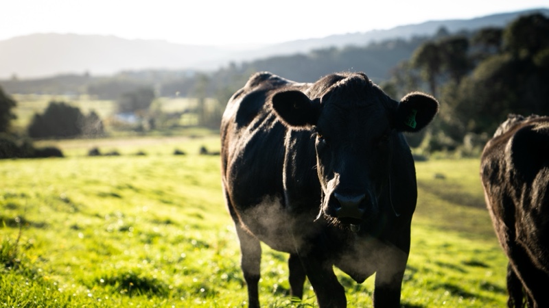 Pasture-raised Angus cow at Mangaroa Farms