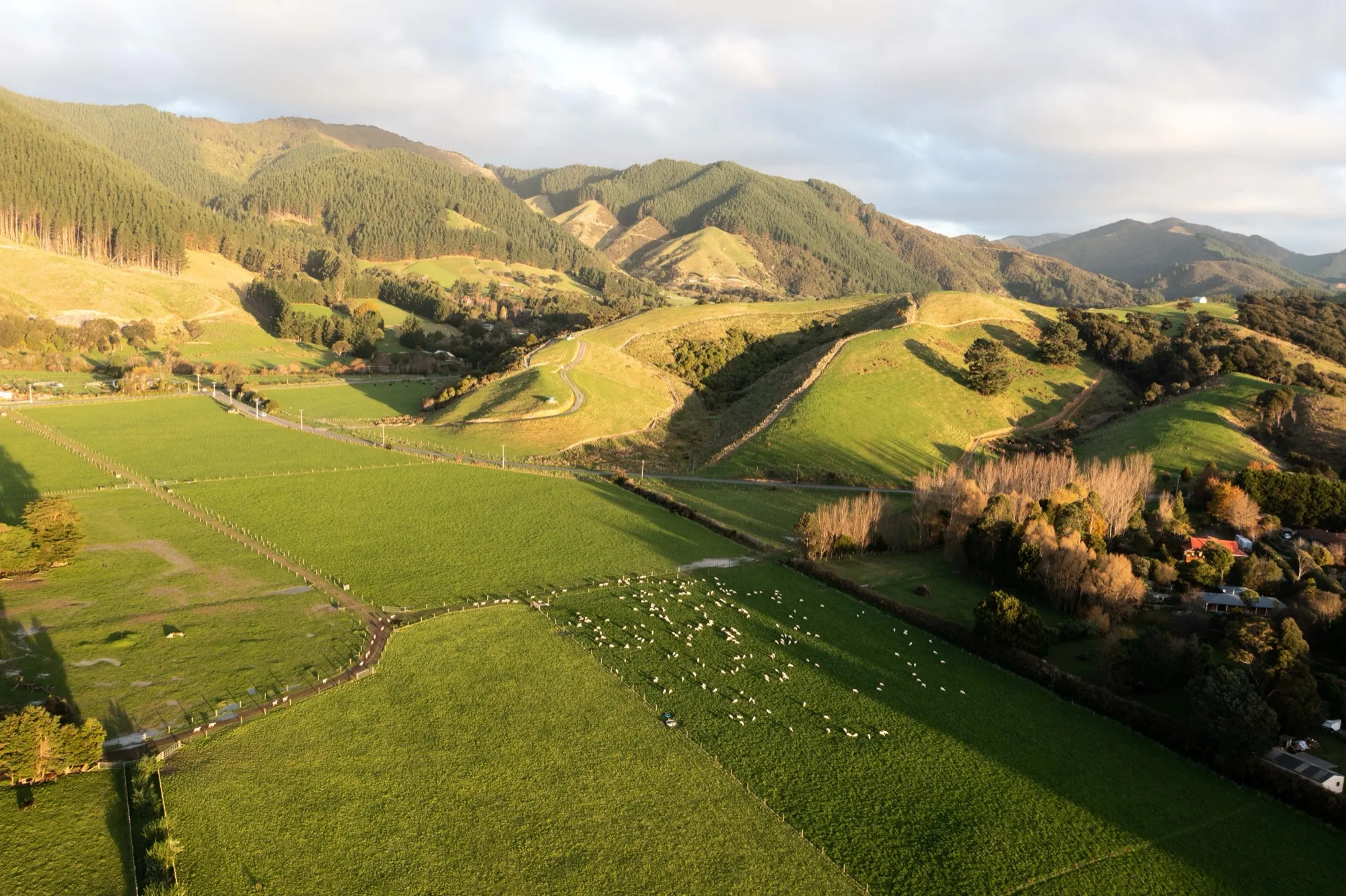 Drone view of Mangaroa Farms paddocks rolling out across the valley