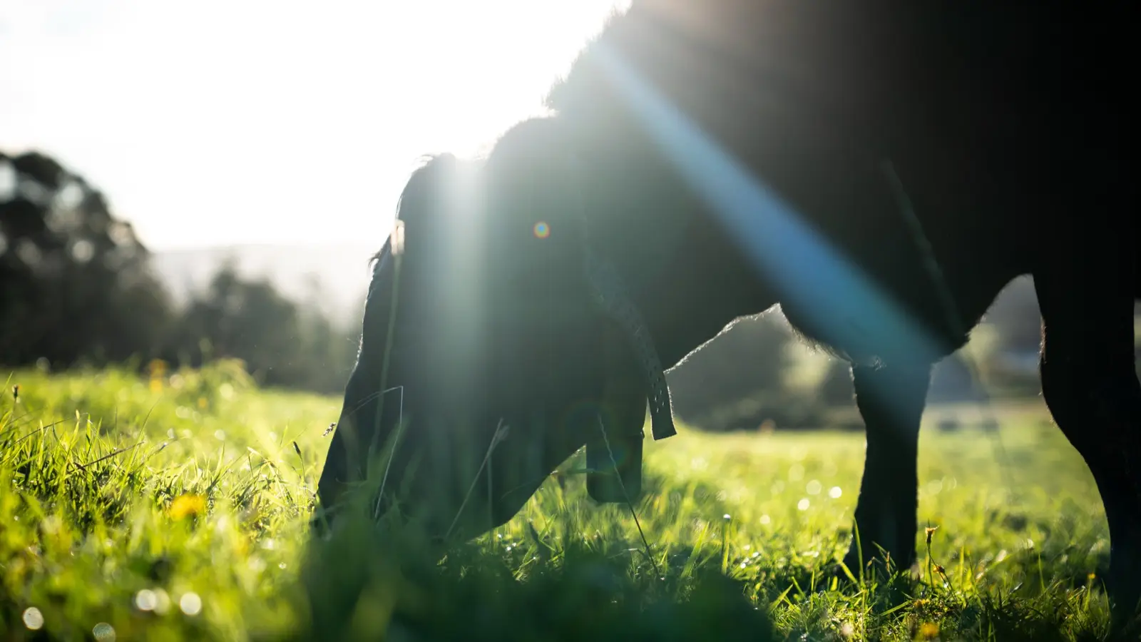 Mangaroa Angus cow grazing on pasture