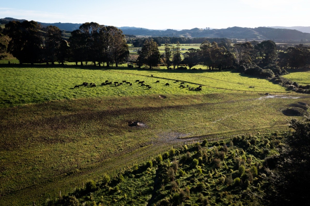 Aerial view of Mangaroa Valley pastures, showing the adaptive grazing system in action
