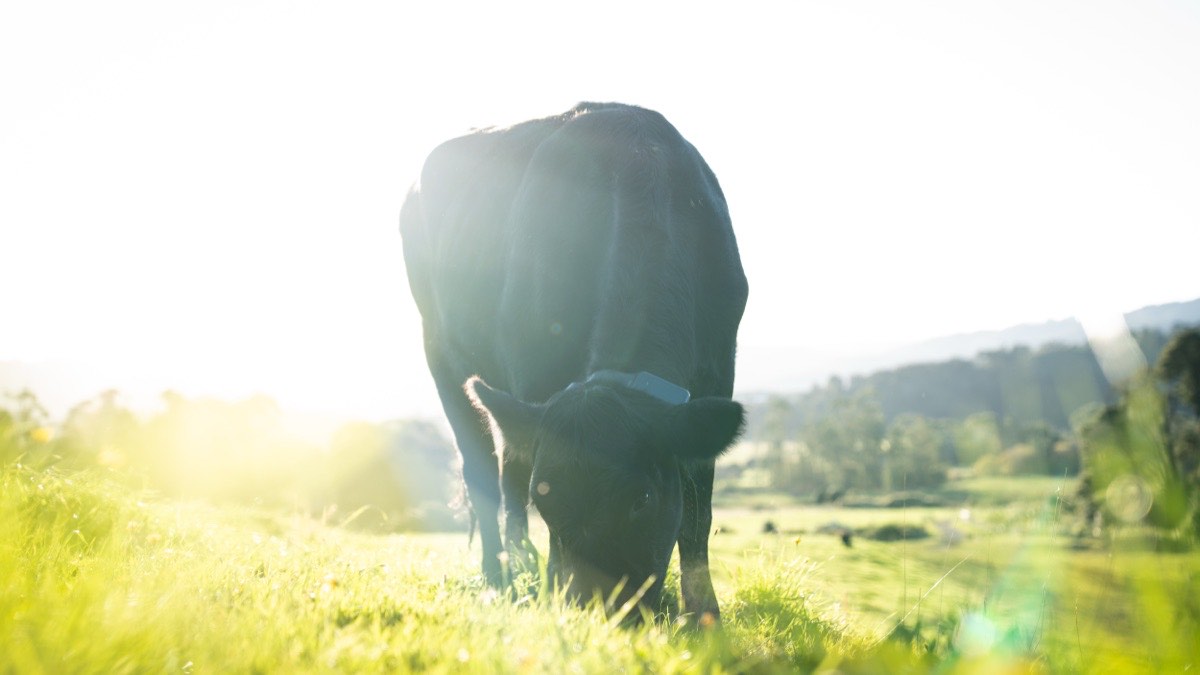 Pasture-led farming system at Mangaroa Farms